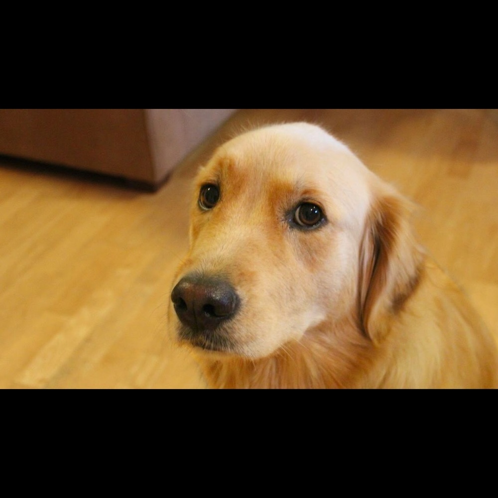 Meet your Posher, Bob